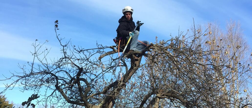 Orchard Tree Services